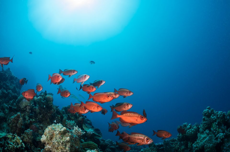 Protected: Egypt – The red sea delivers