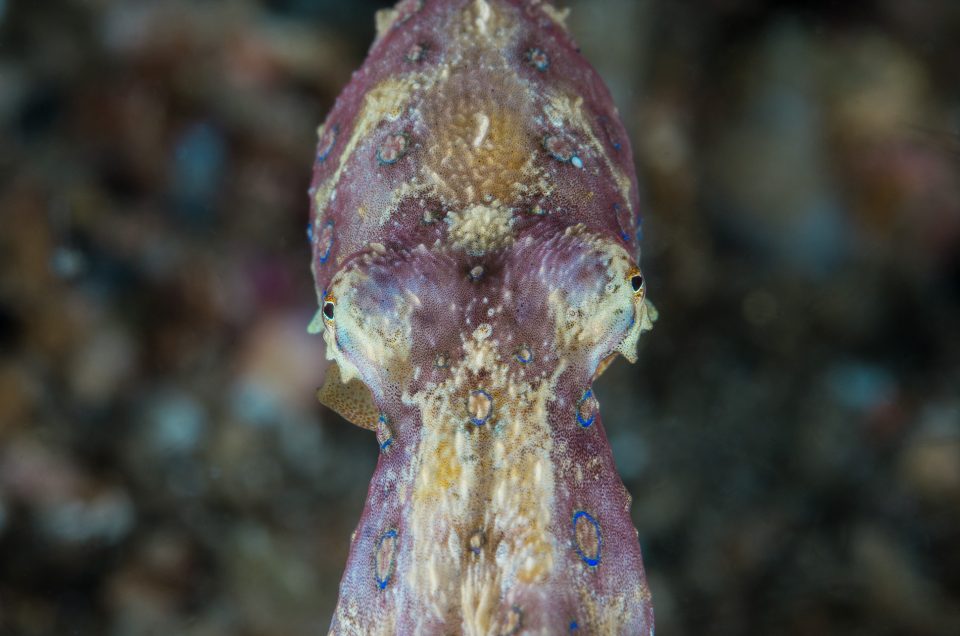 Protected: LEMBEH STRAIT – CRITTER HUNT AT ITS BEST