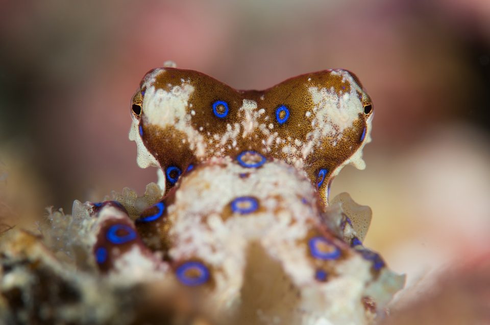 Protected: Lembeh Strait – LIVE BLOG